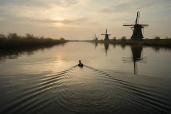 Spoor van eend in rimpelend water
